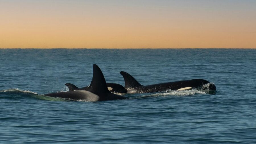 Whale and wildlife watching Private and Semi-Private tours - Key points at a glance