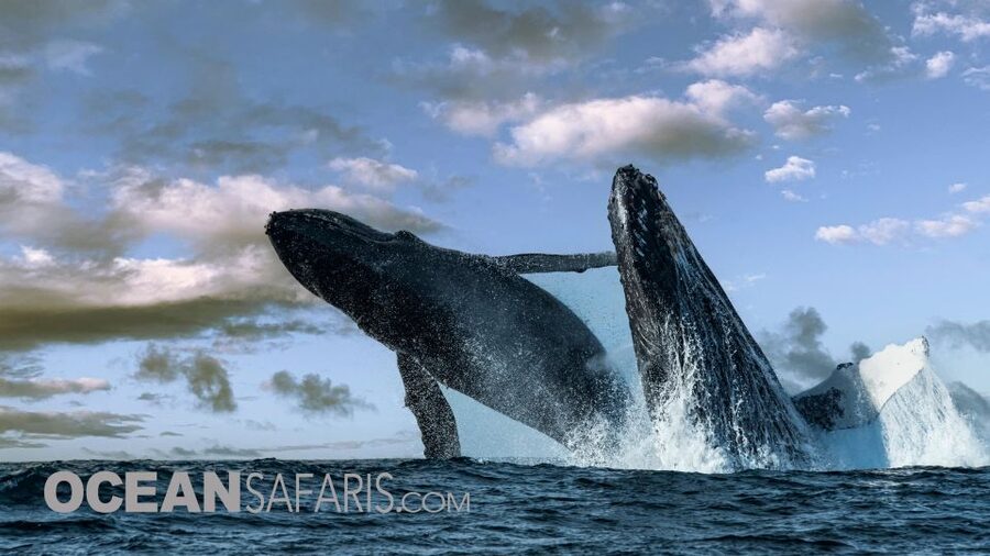 Whale and wildlife watching Private and Semi-Private tours - Who should choose this Santa Cruz tour?