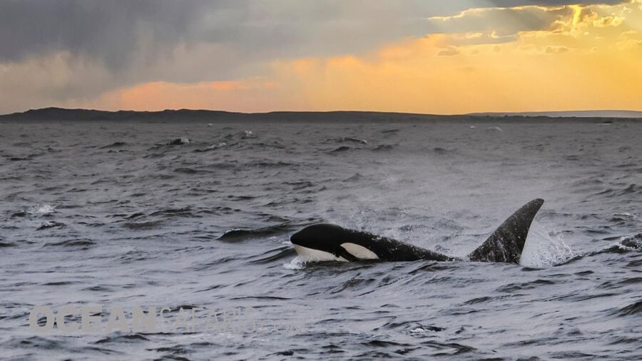 Whale and wildlife watching Private and Semi-Private tours - Why the six-person format matters