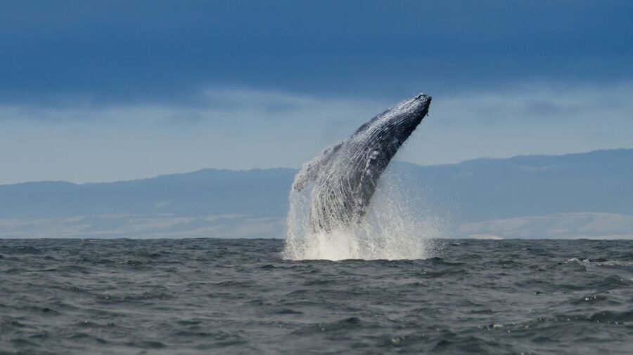 Whale and wildlife watching Private and Semi-Private tours - Entering Monterey Bay National Marine Sanctuary