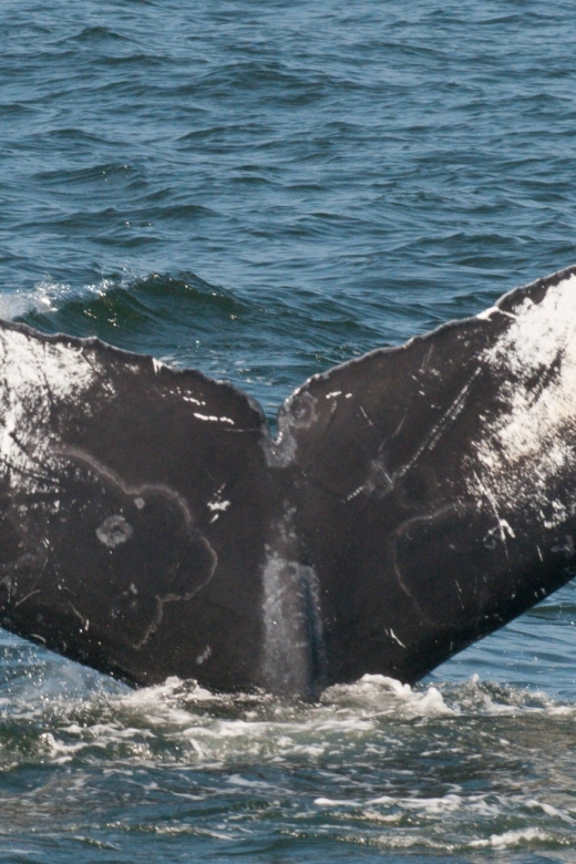 Whale and wildlife watching Private and Semi-Private tours - Searching for humpback and gray whales