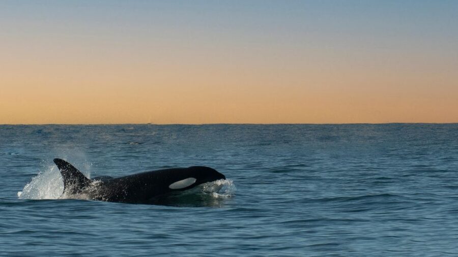 Whale and wildlife watching Private and Semi-Private tours - Dolphins, otters, and sea lions near Santa Cruz