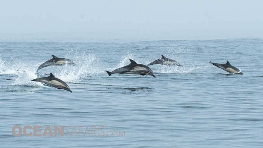 Whale and wildlife watching Private and Semi-Private tours - Sharks, mola mola, and other marine life