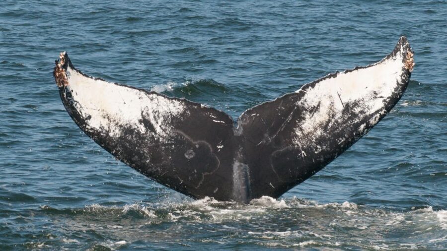 Whale and wildlife watching Private and Semi-Private tours - What three hours feels like on the water