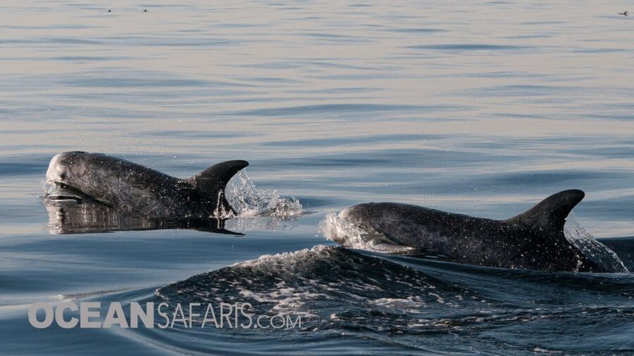 Whale and wildlife watching Private and Semi-Private tours - Is $199 per person a fair price?