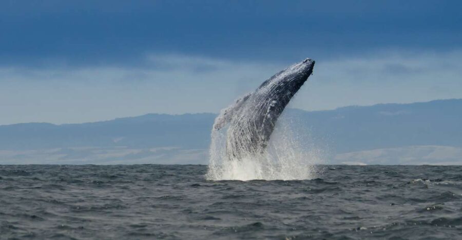 Whale and wildlife watching Private and Semi-Private tours - Meeting at Santa Cruz North Harbor