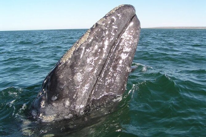 Whale and Wildlife Yacht Cruise in Santa Barbara - Key Things to Know Before You Go