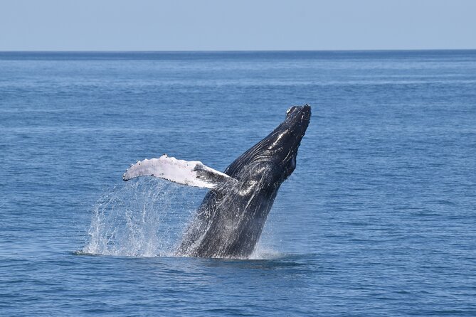 Whale Dolphin and Bird Watching Ecotour Cruise - Key points to know before you sail