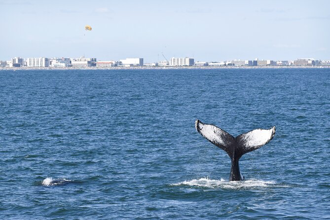Whale Dolphin and Bird Watching Ecotour Cruise - Setting out from Cape May at 1:30 pm