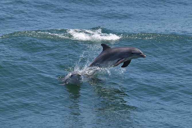 Whale Dolphin and Bird Watching Ecotour Cruise - The first search: dolphins along the Cape May shore