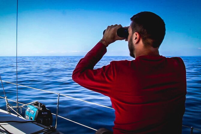 Whale & Dolphin Observation on Electric Sailing Boat in Denia - Cabo de San Antonio and its protected waters
