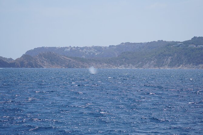 Whale & Dolphin Observation on Electric Sailing Boat in Denia - Drinks and snacks, but not brunch