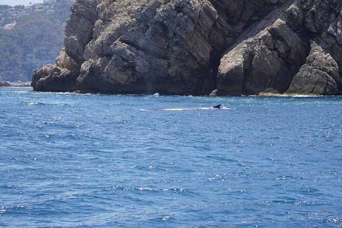 Whale & Dolphin Observation on Electric Sailing Boat in Denia - Is $114.39 a fair price?
