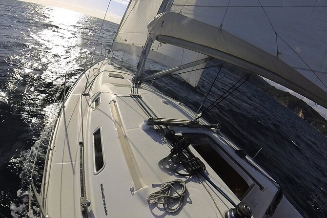 Whale & Dolphin Observation on Electric Sailing Boat in Denia - Who will enjoy this trip most?