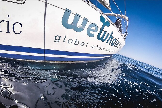 Whale & Dolphin Observation on Electric Sailing Boat in Denia - The electric boat makes the wildlife search calmer