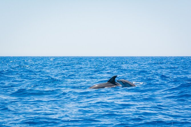 Whale & Dolphin Observation on Silent Catamaran with Hydrophone - Why a silent catamaran changes the experience