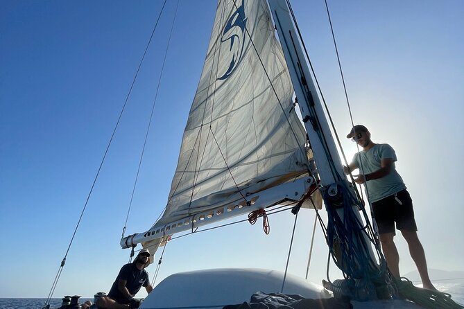 Whale & Dolphin Observation on Silent Catamaran with Hydrophone - Snacks, drinks, and comfort at sea