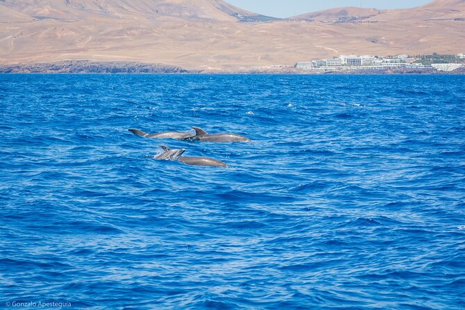 Whale & Dolphin Observation on Silent Catamaran with Hydrophone - Who should book this morning at sea?
