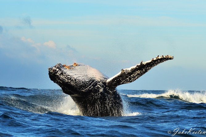 Whale, Dolphin & Penguin Island Cruise - Key points to know before booking