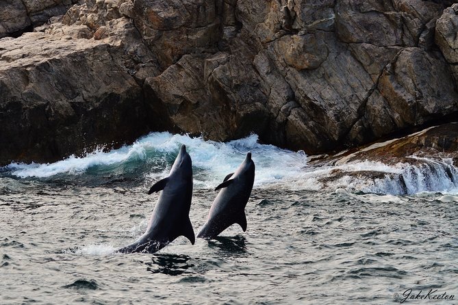Whale, Dolphin & Penguin Island Cruise - Setting out from the Nelson Mandela Bay Yacht Club