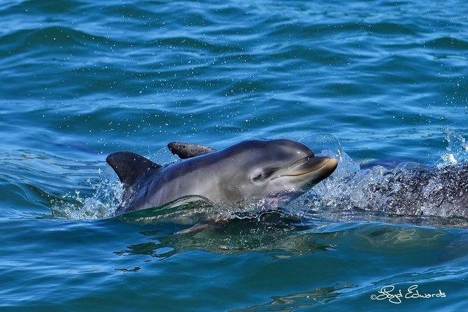 Whale, Dolphin & Penguin Island Cruise - Dolphins are the most reliable stars