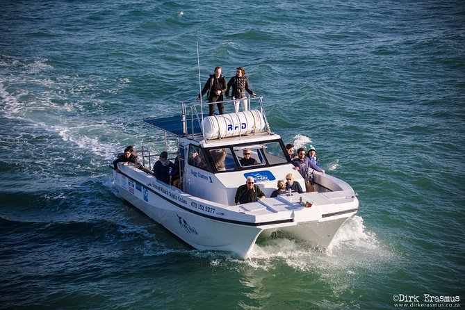 Whale, Dolphin & Penguin Island Cruise - St. Croix Island and the African penguins