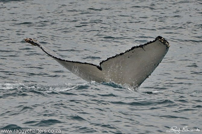 Whale, Dolphin & Penguin Island Cruise - Seals, seabirds, and possible surprise sightings