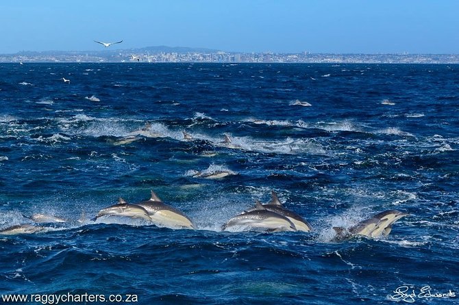 Whale, Dolphin & Penguin Island Cruise - A crew that adds real value