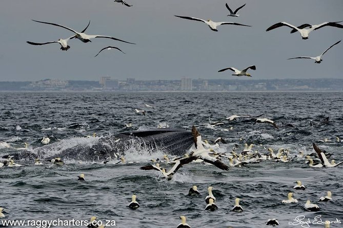 Whale, Dolphin & Penguin Island Cruise - Whales in Algoa Bay from June to December
