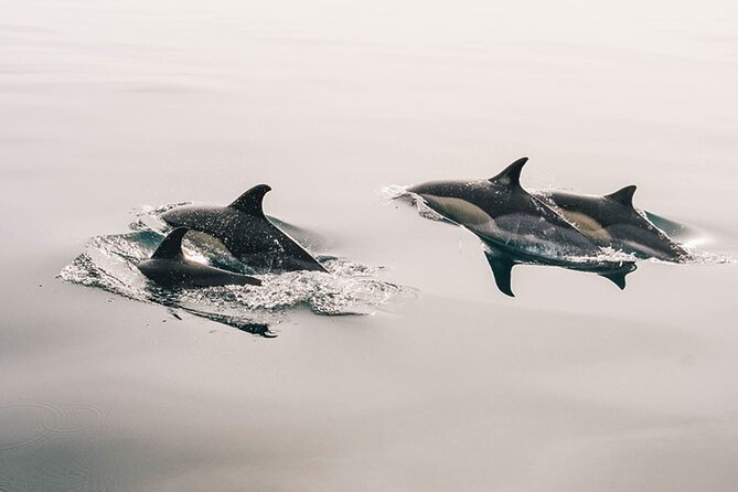 Whale & Dolphin Watching Boat Trip in Tenerife On a Sailing Boat (3 Hr) - Key points to know before you sail