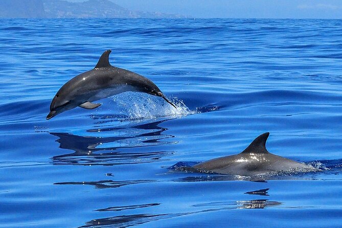 Whale & Dolphin Watching Boat Trip in Tenerife On a Sailing Boat (3 Hr) - Should you book this Tenerife sailing trip?