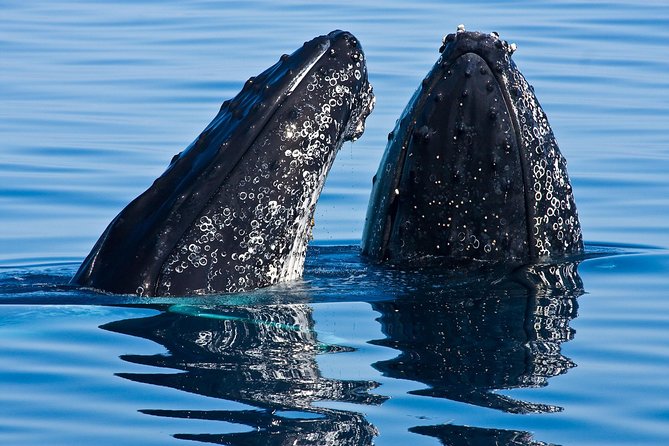 Whale & Dolphin Watching Cruise in Puerto Vallarta All Inclusive - Key Points Before You Book
