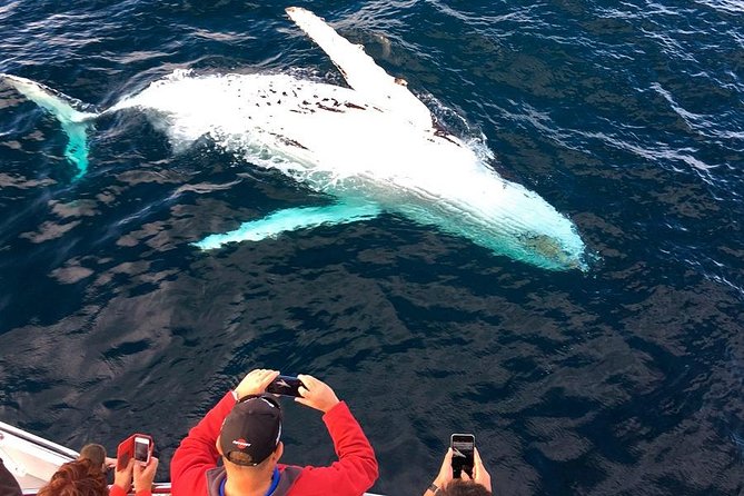 Whale & Dolphin Watching Cruise in Puerto Vallarta All Inclusive - Starting Near Puerto Vallarta’s Cruise Port