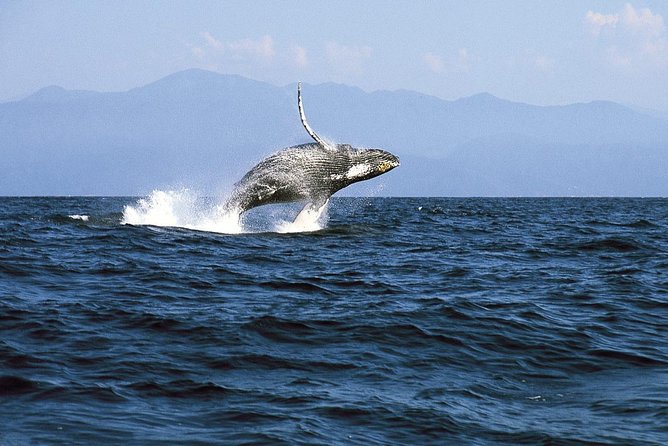 Whale & Dolphin Watching Cruise in Puerto Vallarta All Inclusive - Dolphin Sightings and Other Sea Life