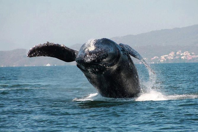 Whale & Dolphin Watching Cruise in Puerto Vallarta All Inclusive - How Long Does the Experience Really Take?