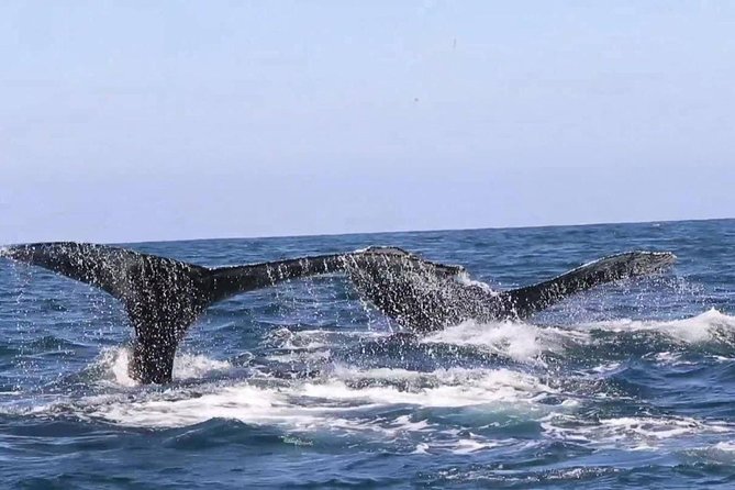 Whale & Dolphin Watching Cruise in Puerto Vallarta All Inclusive - Is $78.48 a Fair Price?