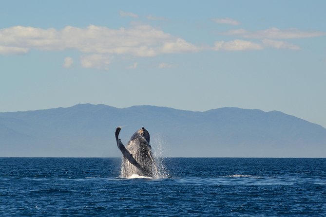 Whale & Dolphin Watching Cruise in Puerto Vallarta All Inclusive - Who Will Enjoy This Cruise Most?