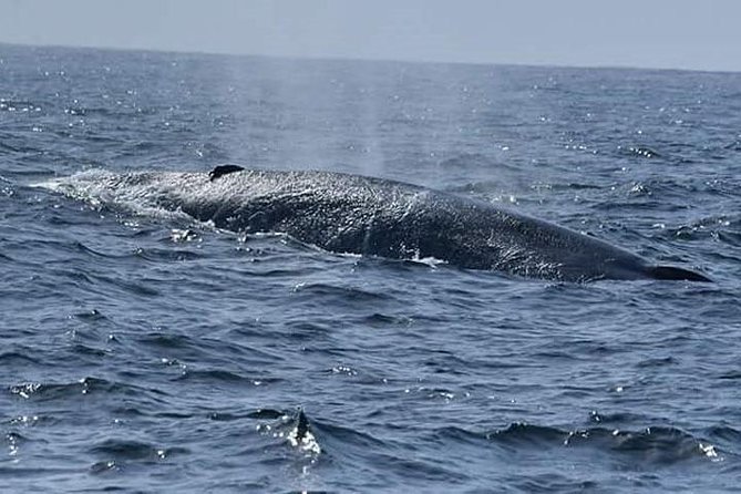 Whale & Dolphin Watching Day Tour including Handunugoda Teafactory - Moonstone mines and the Gem Palace