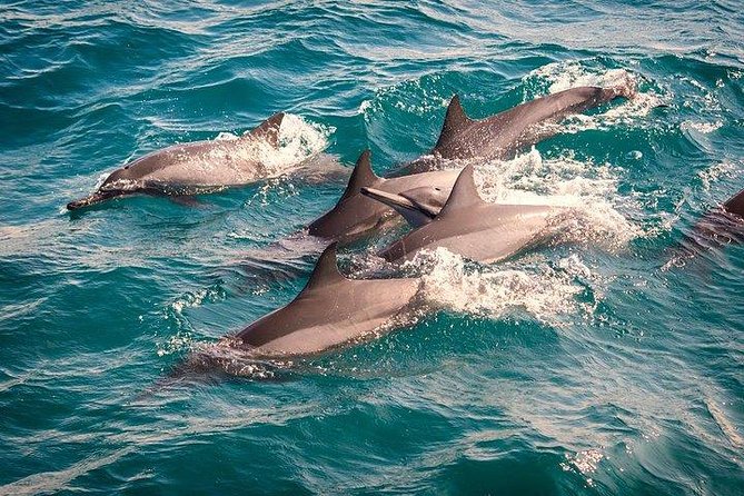Whale & Dolphin Watching Day Tour including Handunugoda Teafactory - Mirissa Beach and the four-hour search at sea