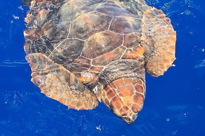 Whale & Dolphin Watching in Madeira - Key points to know before you go