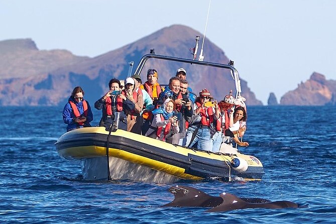 Whale & Dolphin Watching in Madeira - Setting out from Caniçal and Marina Quinta do Lorde