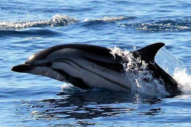 Whale & Dolphin Watching in Madeira - Ponta de São Lourenço from the sea