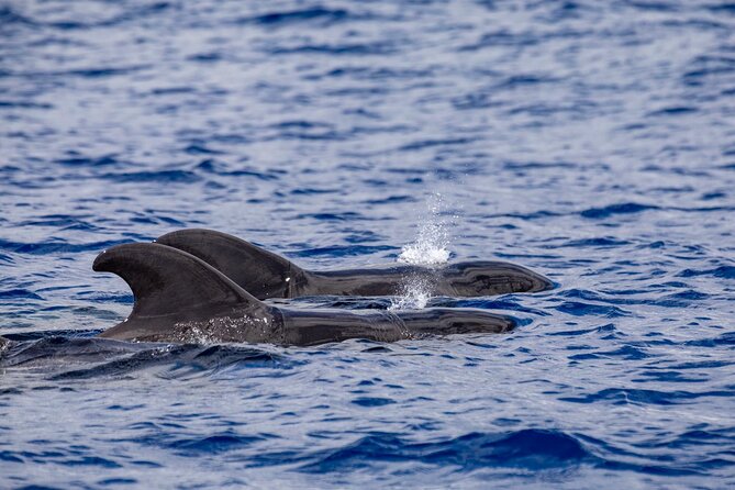 Whale & Dolphin Watching in Madeira - The guides, tone, and overall feel