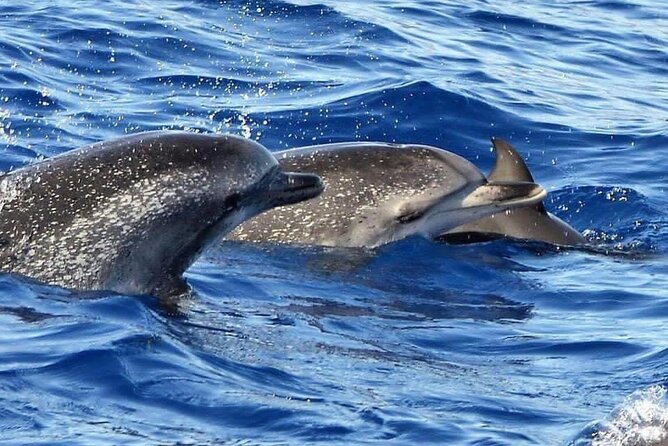 Whale & Dolphin Watching in Madeira - Weather, cancellation, and practical planning