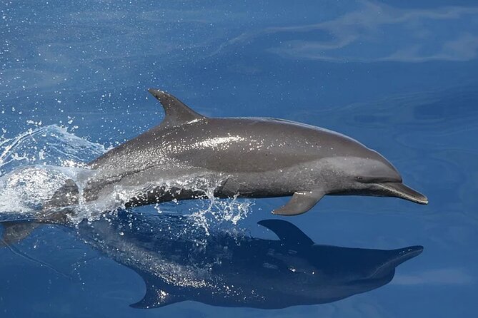 Whale & Dolphin Watching in Tenerife (Puerto Colon) On a Large Catamaran - A swim stop in a small bay
