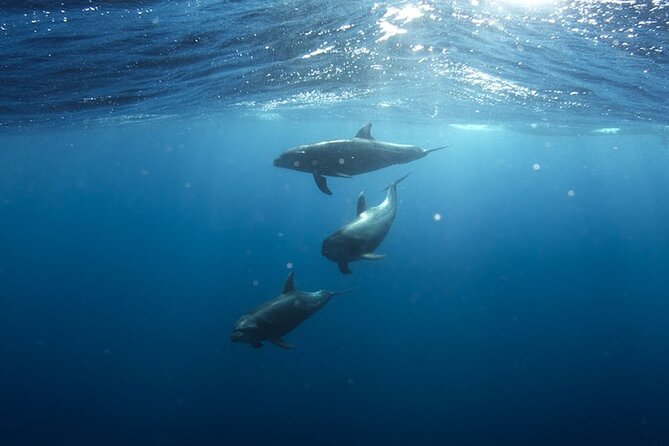 Whale & Dolphin Watching in Tenerife (Puerto Colon) On a Large Catamaran - Food and the included open bar
