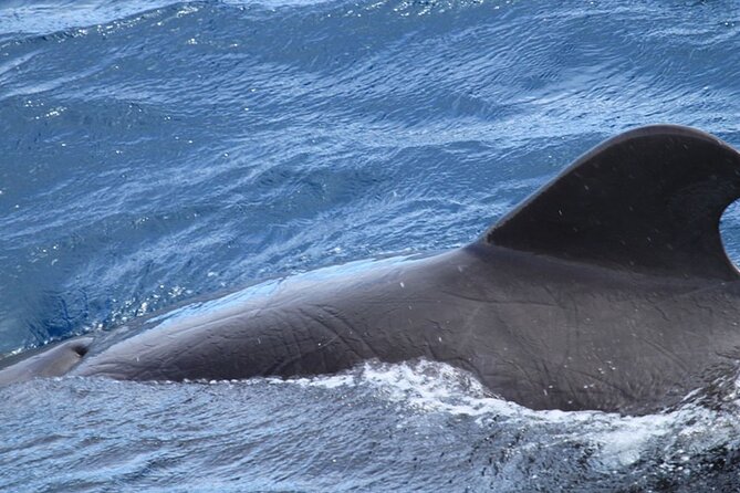 Whale & Dolphin Watching in Tenerife (Puerto Colon) On a Large Catamaran - Is $54.29 a fair price?