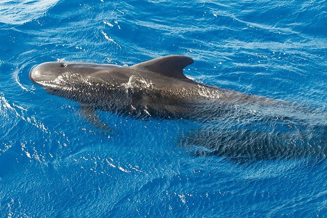 Whale & Dolphin Watching in Tenerife (Puerto Colon) On a Large Catamaran - Who should book this catamaran trip?