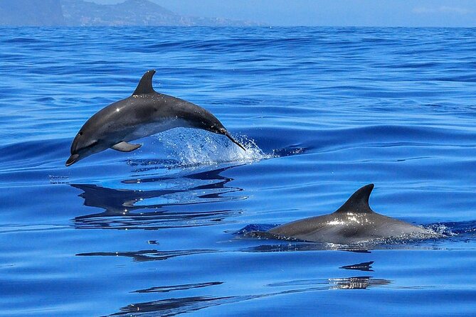 Whale & Dolphin Watching in Tenerife (Puerto Colon) On a Large Catamaran - Booking, weather, and cancellation
