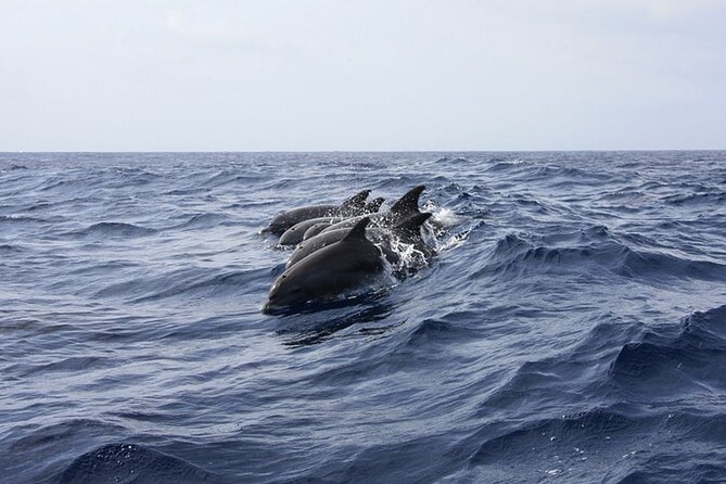 Whale & Dolphin Watching in Tenerife (Puerto Colon) On a Large Catamaran - Looking for whales and dolphins off Tenerife